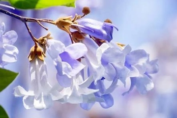 清明节上坟是上午还是下午好