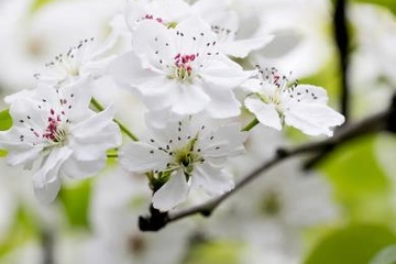 清明节上坟是上午还是下午好