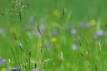 母亲忌日思念的诗句