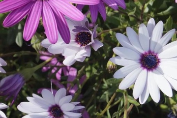 先人的忌日如何祭拜