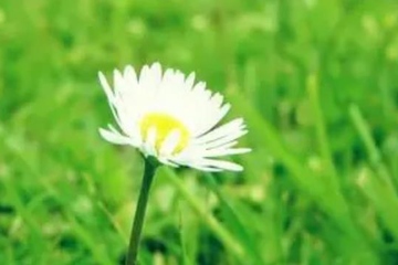 先人的忌日如何祭拜