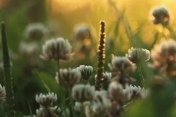 先人的忌日如何祭拜