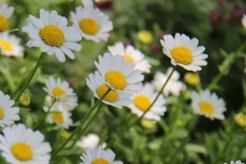 正规网上祭奠网平台免费