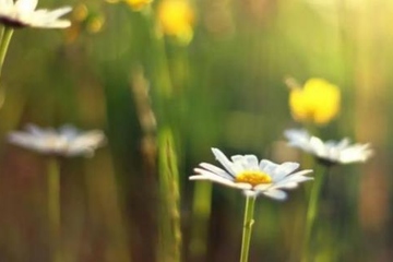 正规网上祭奠网平台免费