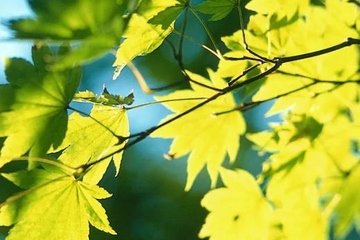 正规网上祭奠网平台免费