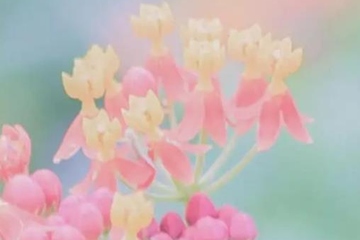 去世的妈妈生日祭奠吗