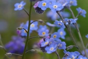 去世的妈妈生日祭奠吗