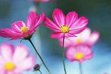 妈妈的忌日应该怎么做