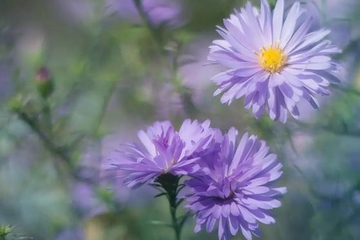 妈妈的忌日应该怎么做