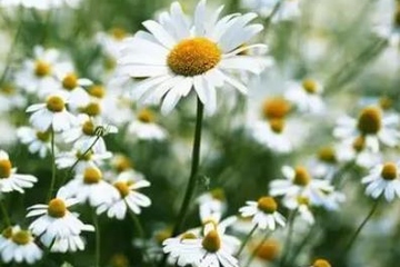 母亲忌日不能做什么