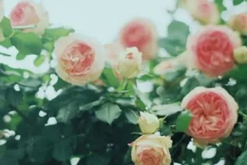 母亲忌日不能做什么