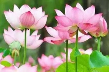 母亲忌日不能做什么