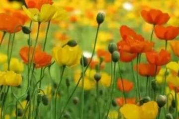 妈妈的忌日应该怎么做