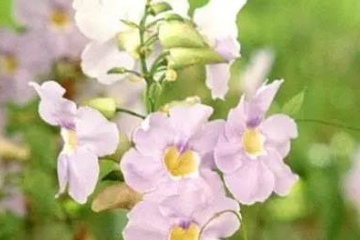 妈妈的忌日应该怎么做