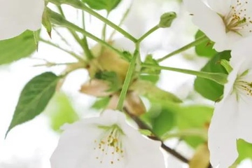 妈妈的忌日应该怎么做