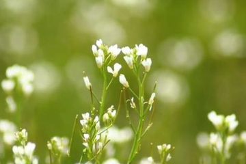 妈妈的忌日应该怎么做