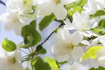 妈妈的忌日应该怎么做