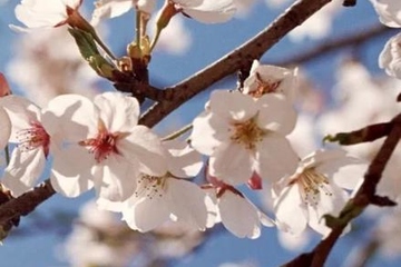 缅怀父亲忌日的一句话