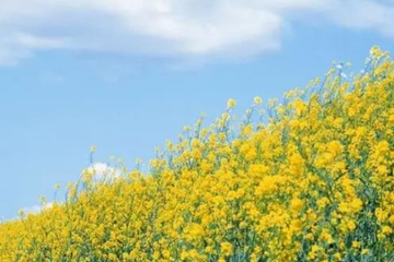 缅怀父亲忌日的一句话