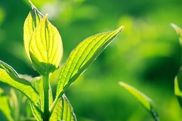 忌日是去世那天还是出殡那天