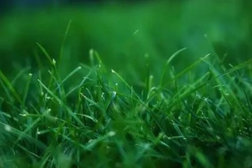 祭奠亲人逝世的伤感句子