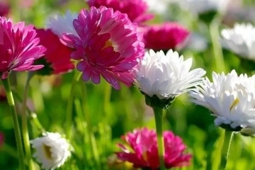 家里有人忌日怎么办,忌日要做什么