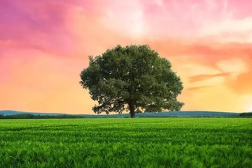 老人逝世短信通知范例