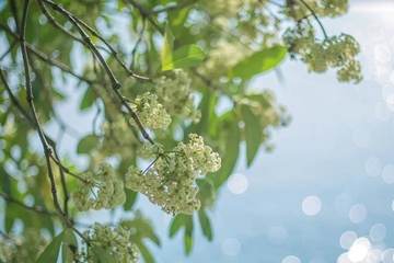 老人逝世短信通知范例