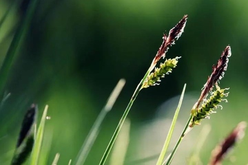 第一年死忌需要拜吗