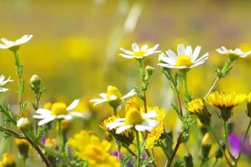 网上悼念,亲人的忌日如何悼念