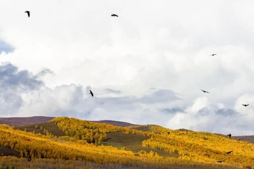 微信讣告,讣告怎么写