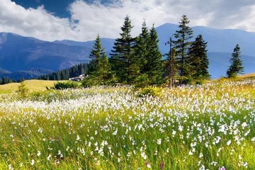 微信讣告,讣告怎么写