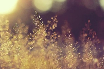 悼词怎么写,追悼会悼词怎么写