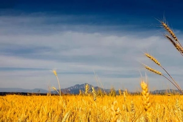 讣告范本,讣告范文大全