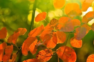 吊唁通知怎么写,吊唁通知短信大全