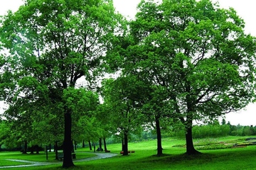 忌日要做什么,亲人忌日要做什么