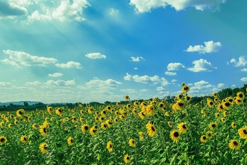 去世讣告,父亲去世的讣告