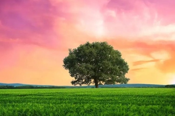 去世讣告,父亲去世的讣告