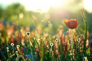 缅怀已故亲人的句子,纪念已故亲人的句子