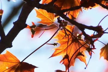 讣告格式,讣告格式怎么写