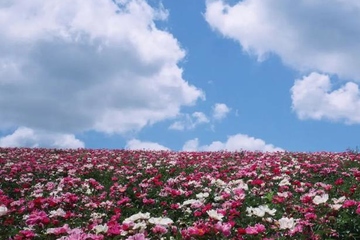 农村讣告范文,讣告范本