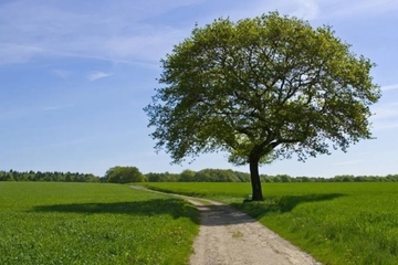 农村讣告范文,讣告范本
