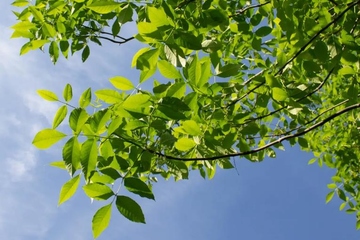 农村讣告范文,讣告范本