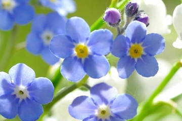 吊唁短信,吊唁短信怎么写