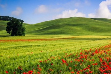 如何回复讣告,怎样回复讣告