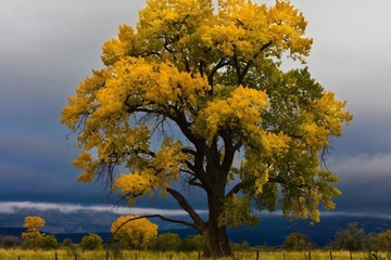 经典悼词,追悼会悼词大全