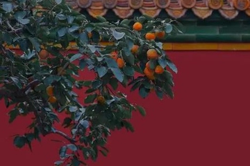 2022年重阳节结婚合适吗,重阳节忌讳结婚吗