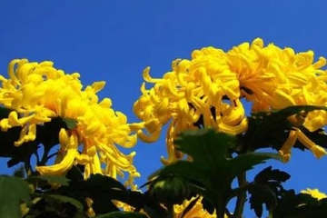 2022年重阳节结婚合适吗,重阳节忌讳结婚吗