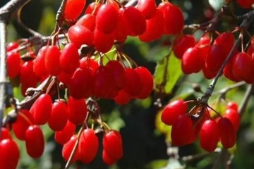 2022年重阳节结婚合适吗,重阳节忌讳结婚吗