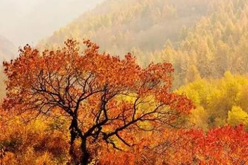 2022年重阳节是哪一天?2022年重阳节是什么时间